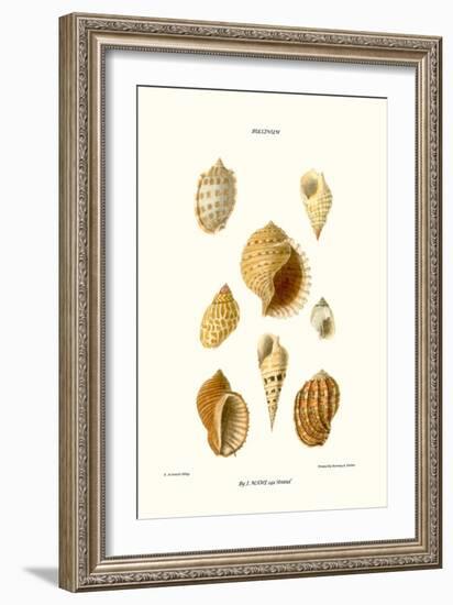 Buccinum Shells-John Mawe-Framed Art Print