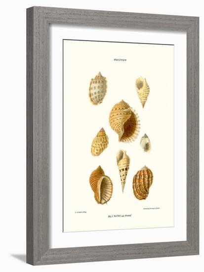 Buccinum Shells-John Mawe-Framed Art Print