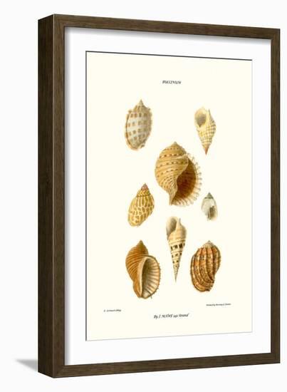 Buccinum Shells-John Mawe-Framed Art Print