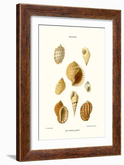 Buccinum Shells-John Mawe-Framed Art Print