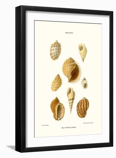 Buccinum Shells-John Mawe-Framed Art Print