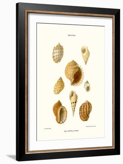 Buccinum Shells-John Mawe-Framed Art Print