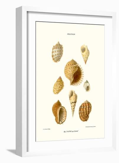 Buccinum Shells-John Mawe-Framed Art Print