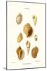 Buccinum Shells-John Mawe-Mounted Art Print
