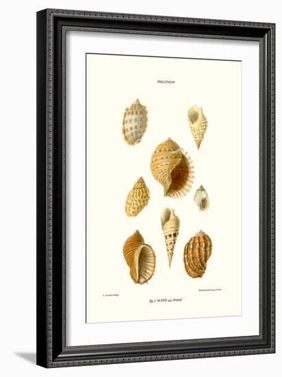 Buccinum Shells-John Mawe-Framed Art Print