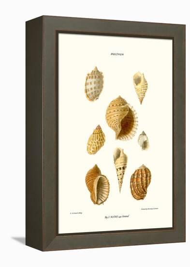 Buccinum Shells-John Mawe-Framed Stretched Canvas