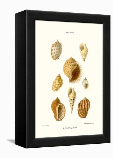 Buccinum Shells-John Mawe-Framed Stretched Canvas