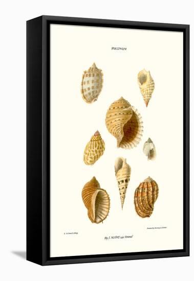 Buccinum Shells-John Mawe-Framed Stretched Canvas