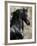 Bucephalus-Tania Bello-Framed Giclee Print