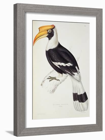 Buceros Cavatus-John Gould-Framed Giclee Print