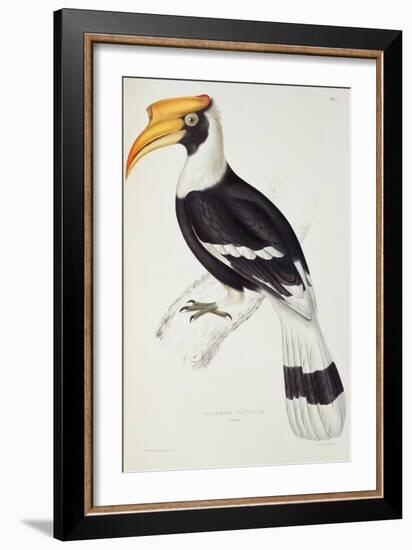 Buceros Cavatus-John Gould-Framed Giclee Print