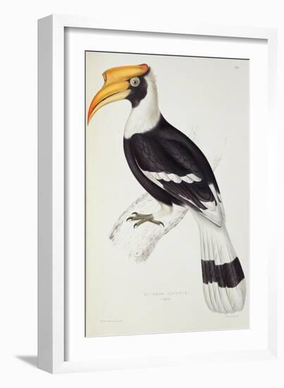 Buceros Cavatus-John Gould-Framed Giclee Print