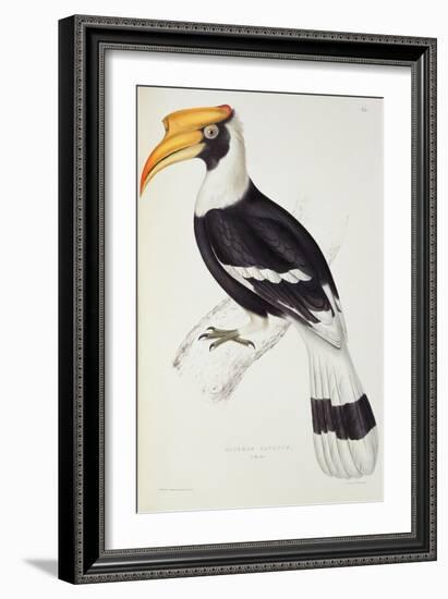 Buceros Cavatus-John Gould-Framed Giclee Print