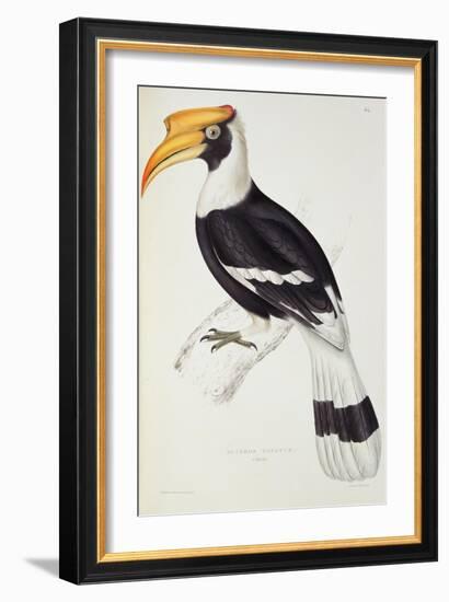 Buceros Cavatus-John Gould-Framed Giclee Print