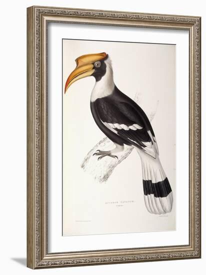 Buceros Cavatus-John Gould-Framed Giclee Print