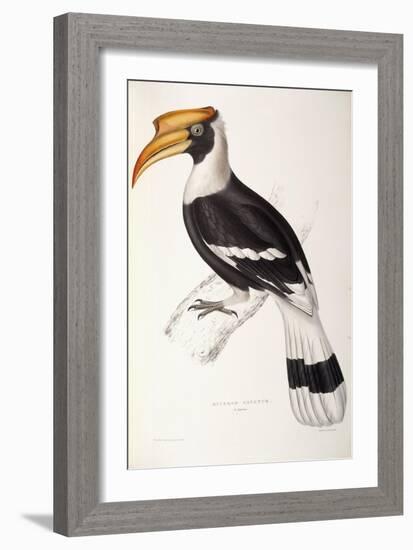 Buceros Cavatus-John Gould-Framed Giclee Print