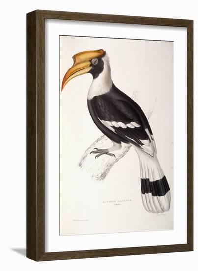 Buceros Cavatus-John Gould-Framed Giclee Print