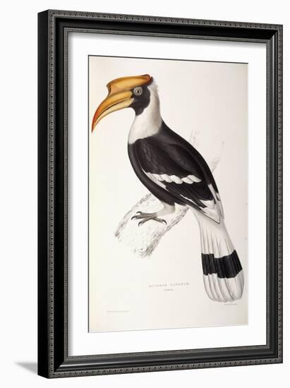 Buceros Cavatus-John Gould-Framed Giclee Print