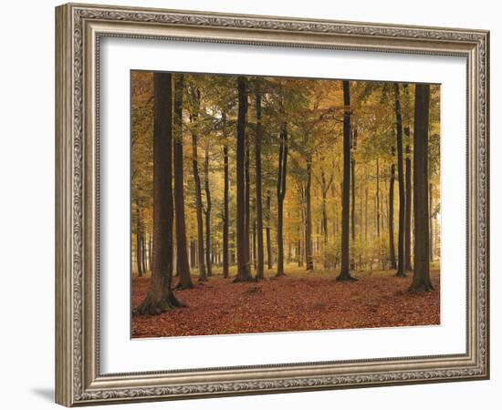 Buchenwald, Herbst, Jahreszeit, Natur, Wald, Herbstwald, Laubwald-Thonig-Framed Photographic Print