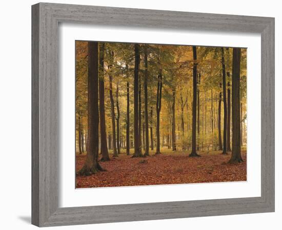 Buchenwald, Herbst, Jahreszeit, Natur, Wald, Herbstwald, Laubwald-Thonig-Framed Photographic Print