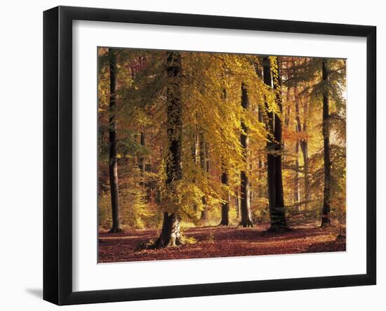 Buchenwald, Herbst, Wald, Bv¤Ume, Laubbv¤Ume, Buchen, Herbstlaub-Thonig-Framed Photographic Print