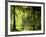 Buchenwald, Weg, Frv¼hling, Wald, Buchen, Waldweg, Jahreszeit-Thonig-Framed Photographic Print