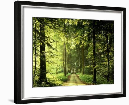 Buchenwald, Weg, Frv¼hling, Wald, Buchen, Waldweg, Jahreszeit-Thonig-Framed Photographic Print