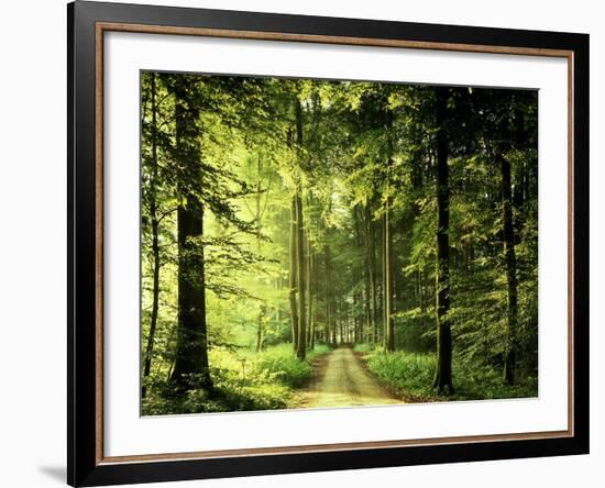 Buchenwald, Weg, Frv¼hling, Wald, Buchen, Waldweg, Jahreszeit-Thonig-Framed Photographic Print