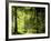 Buchenwald, Weg, Frv¼hling, Wald, Buchen, Waldweg, Jahreszeit-Thonig-Framed Photographic Print