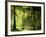 Buchenwald, Weg, Frv¼hling, Wald, Buchen, Waldweg, Jahreszeit-Thonig-Framed Photographic Print