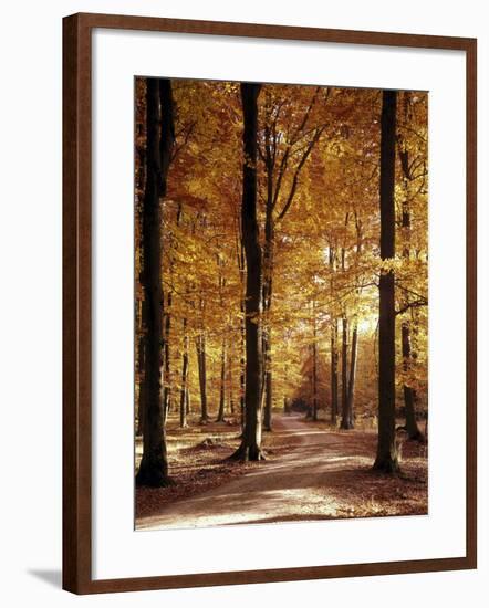 Buchenwald, Weg, Herbst, Natur, Landschaft, Jahreszeit, Wald-Thonig-Framed Photographic Print