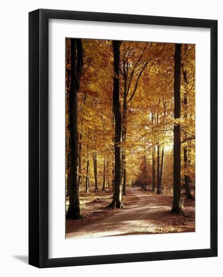 Buchenwald, Weg, Herbst, Natur, Landschaft, Jahreszeit, Wald-Thonig-Framed Photographic Print