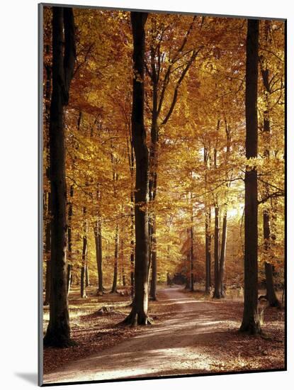 Buchenwald, Weg, Herbst, Natur, Landschaft, Jahreszeit, Wald-Thonig-Mounted Photographic Print