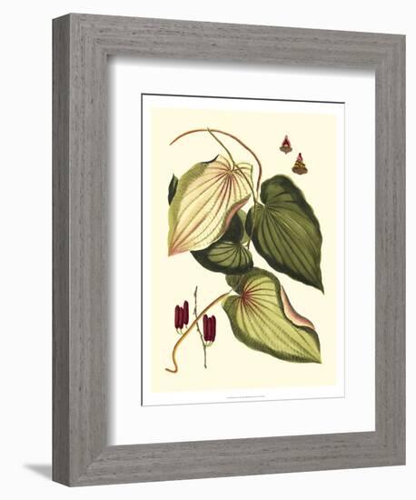 Buchoz Leaves III-Vision Studio-Framed Art Print