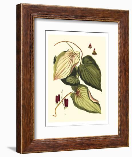 Buchoz Leaves III-Vision Studio-Framed Art Print