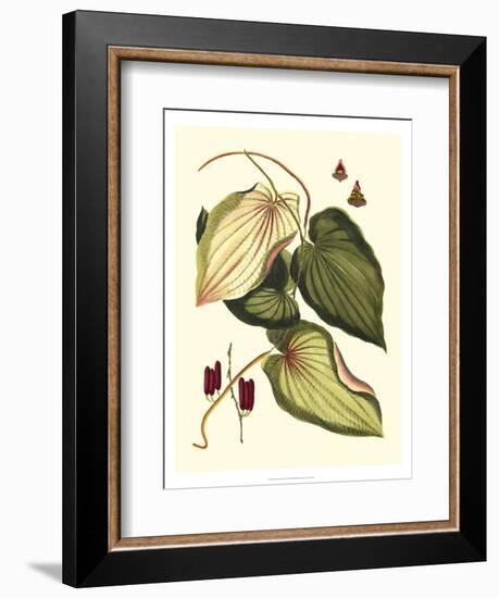 Buchoz Leaves III-Vision Studio-Framed Art Print