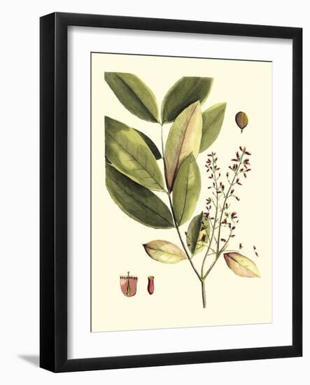 Buchoz Leaves VI-Vision Studio-Framed Art Print