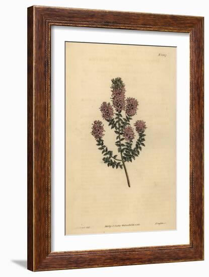 Buchu, Agathosma Pulchella (Blunt-Leaved Diosma, Diosma Pulchella)-Sydenham Teast Edwards-Framed Giclee Print