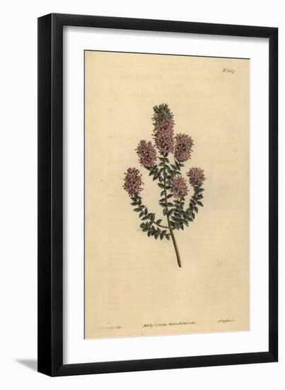 Buchu, Agathosma Pulchella (Blunt-Leaved Diosma, Diosma Pulchella)-Sydenham Teast Edwards-Framed Giclee Print