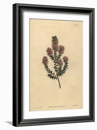 Buchu, Agathosma Pulchella (Blunt-Leaved Diosma, Diosma Pulchella)-Sydenham Teast Edwards-Framed Giclee Print