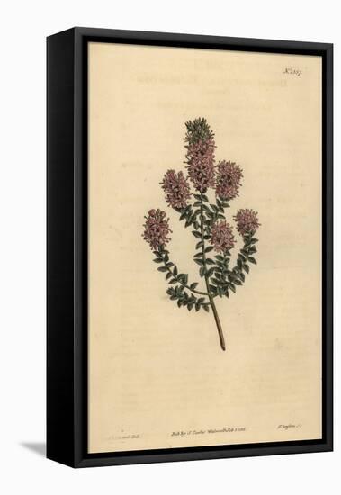 Buchu, Agathosma Pulchella (Blunt-Leaved Diosma, Diosma Pulchella)-Sydenham Teast Edwards-Framed Premier Image Canvas