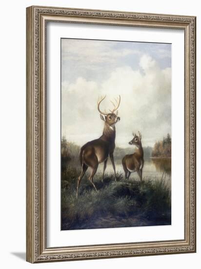 Buck and Doe, 1885 (Oil on Canvas)-Arthur Fitzwilliam Tait-Framed Giclee Print