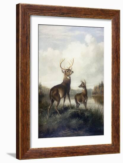 Buck and Doe, 1885 (Oil on Canvas)-Arthur Fitzwilliam Tait-Framed Giclee Print