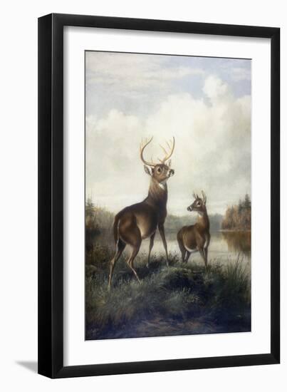 Buck and Doe, 1885 (Oil on Canvas)-Arthur Fitzwilliam Tait-Framed Giclee Print