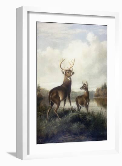 Buck and Doe, 1885 (Oil on Canvas)-Arthur Fitzwilliam Tait-Framed Giclee Print