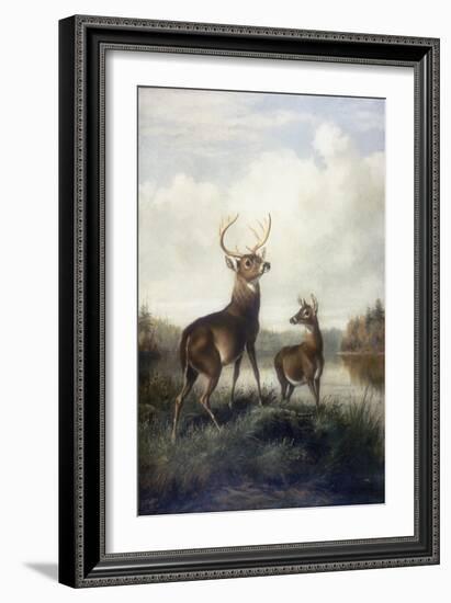 Buck and Doe, 1885 (Oil on Canvas)-Arthur Fitzwilliam Tait-Framed Giclee Print