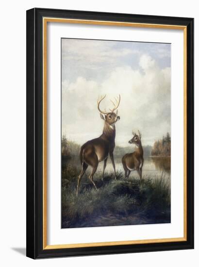 Buck and Doe, 1885 (Oil on Canvas)-Arthur Fitzwilliam Tait-Framed Giclee Print