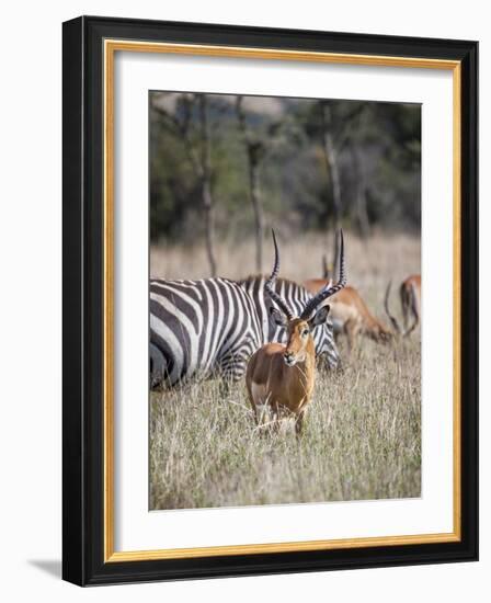 Buck impala on the Masai Mara, Kenya-Larry Richardson-Framed Photographic Print