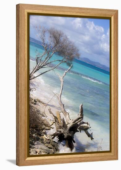 Buck Island, Saint Croix, Us Virgin Islands. Beach with Christiansted-Janet Muir-Framed Premier Image Canvas