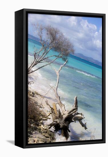 Buck Island, Saint Croix, Us Virgin Islands. Beach with Christiansted-Janet Muir-Framed Premier Image Canvas
